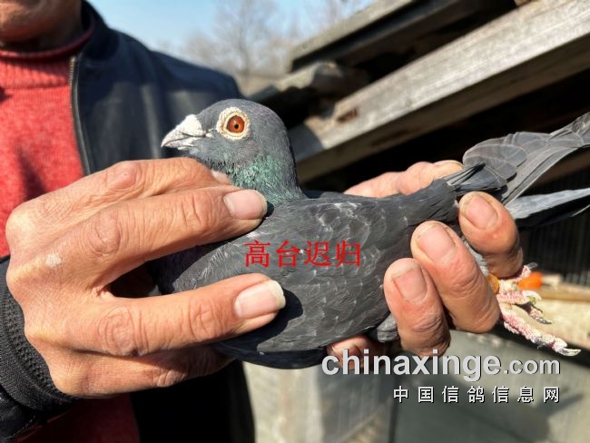 �����ݸ�̨��Զ�̹鳲����