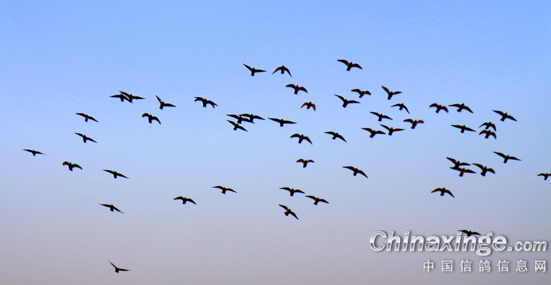 ���ٰ���Ѫ��������