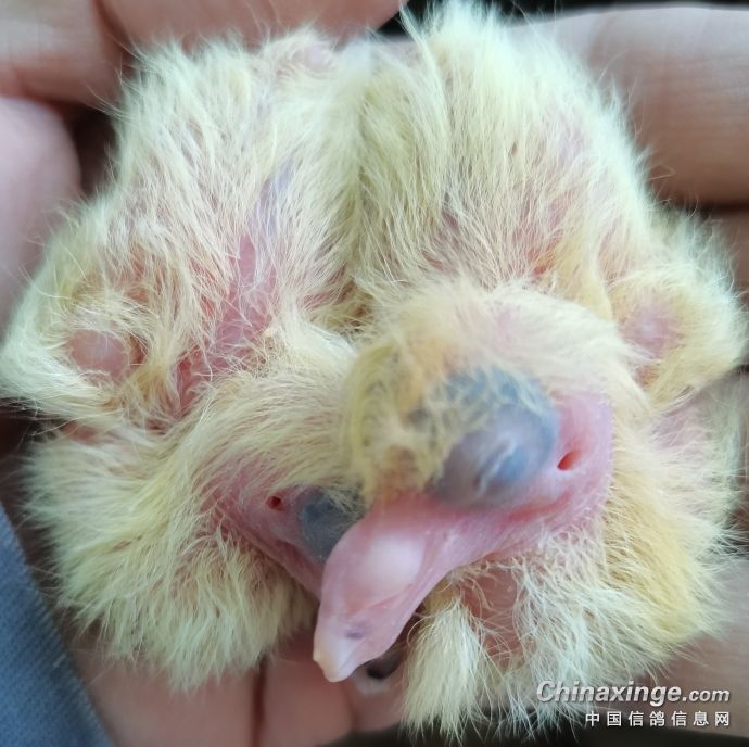 ����˫�꣺������ü���� �����족��