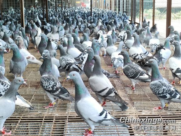 ��ƽ�����Զ�̡�������ʽ����