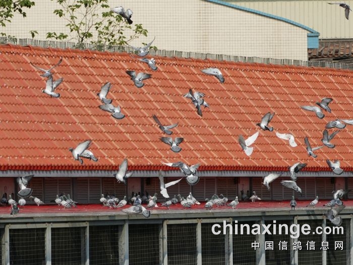 �޹�ز��ɷ�Բ �����÷������裿