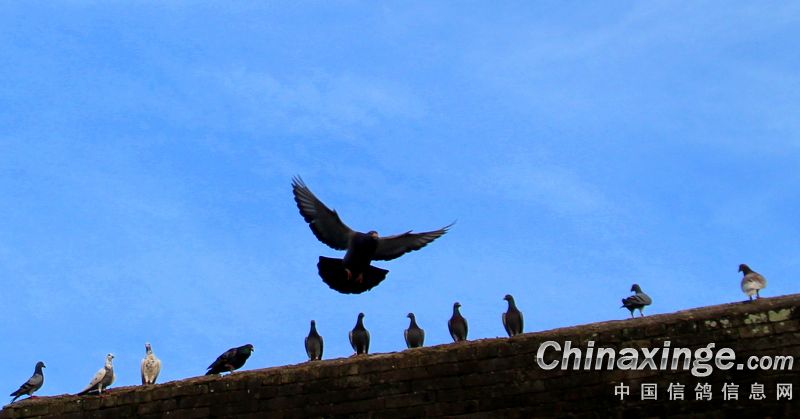 ����û���� 603����Ŵν���