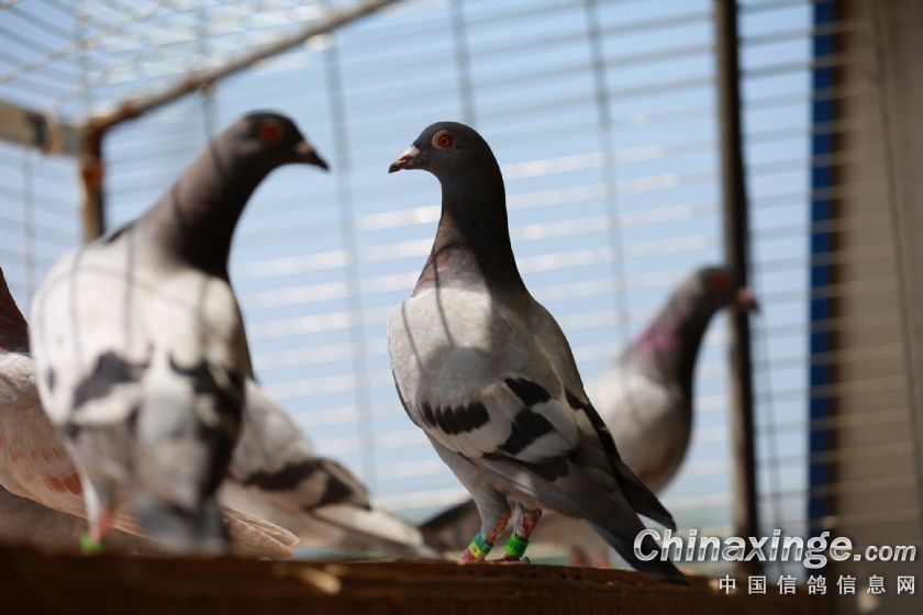 ����ų��ɼ�������˼��