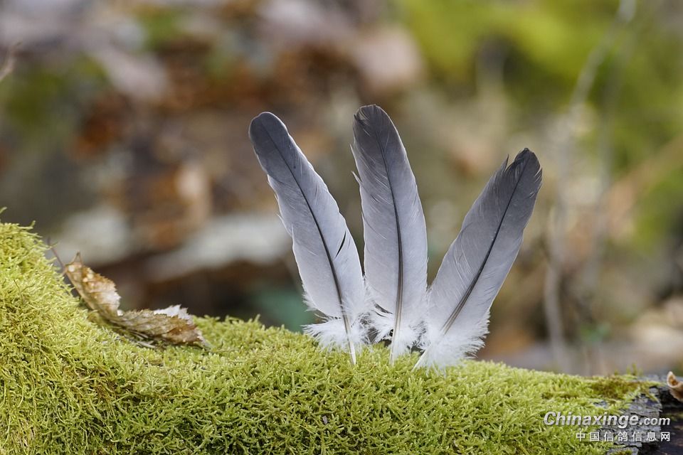 ������˫��֧Ԯ����