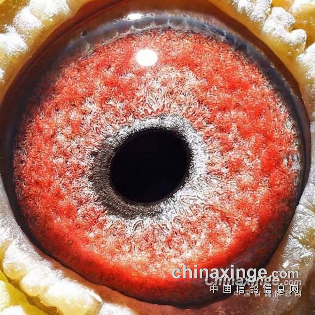 �ø��ӱ��к�Ѫͳ �������ǿ��