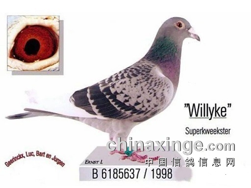 24ֻ����ھ����������ɼ�������