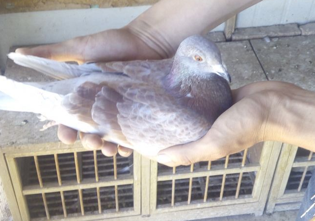 ����筸�ı���