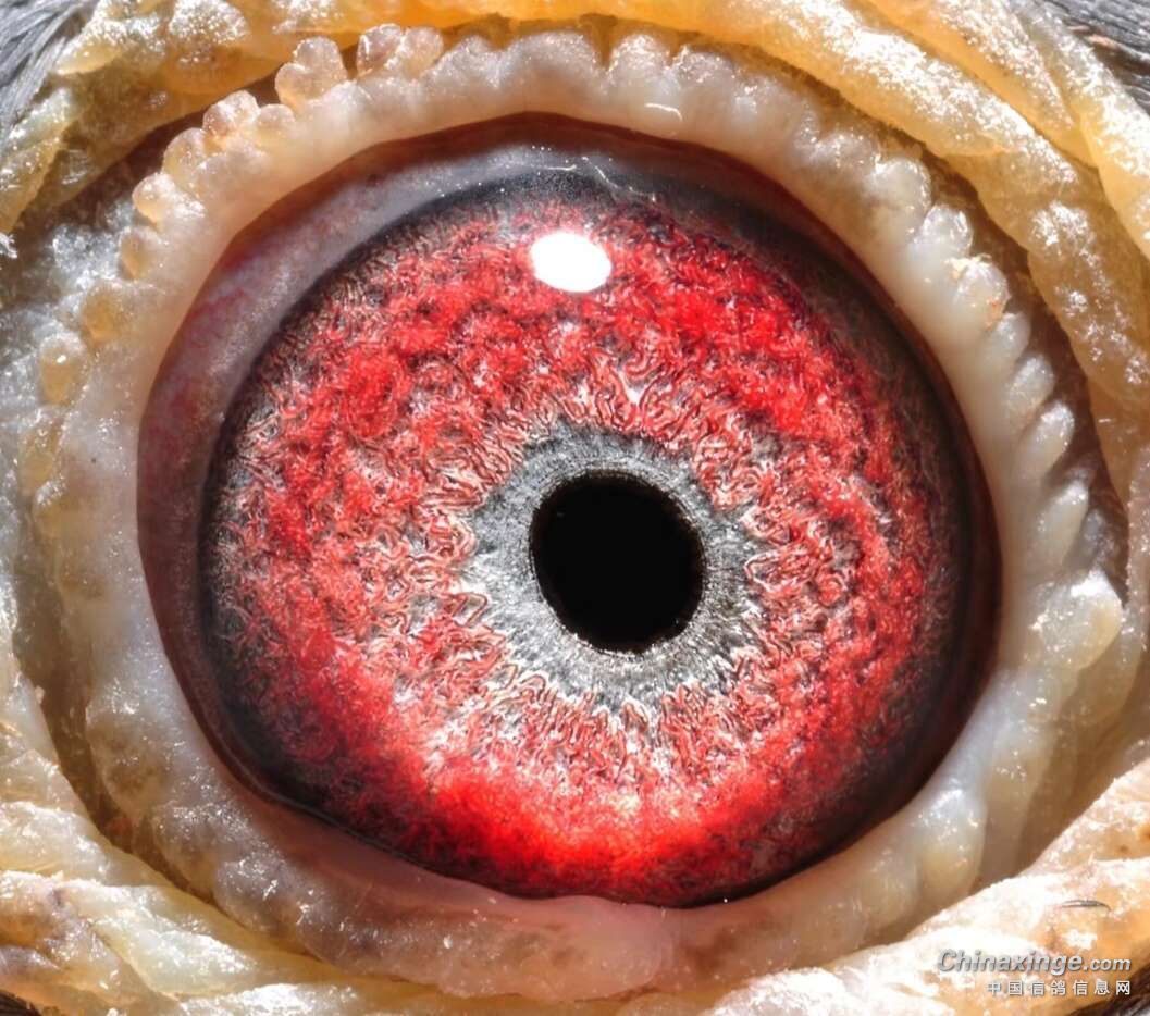 ���۶�ʤ��������ô����