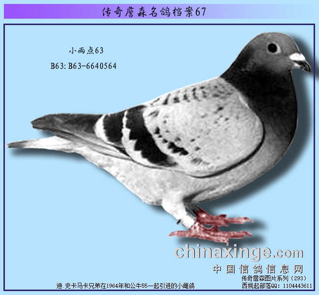 ����ղɭ���뵵����С���63