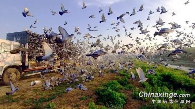 �й����������ϳ�ŷ�ޣ�