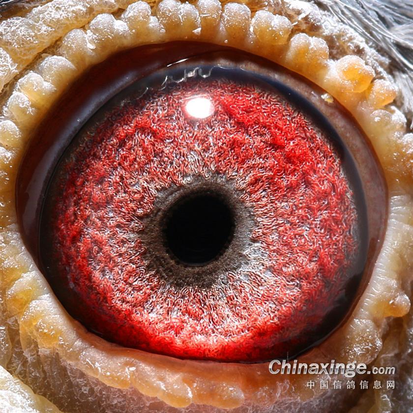 �����۲������ڡ�����������