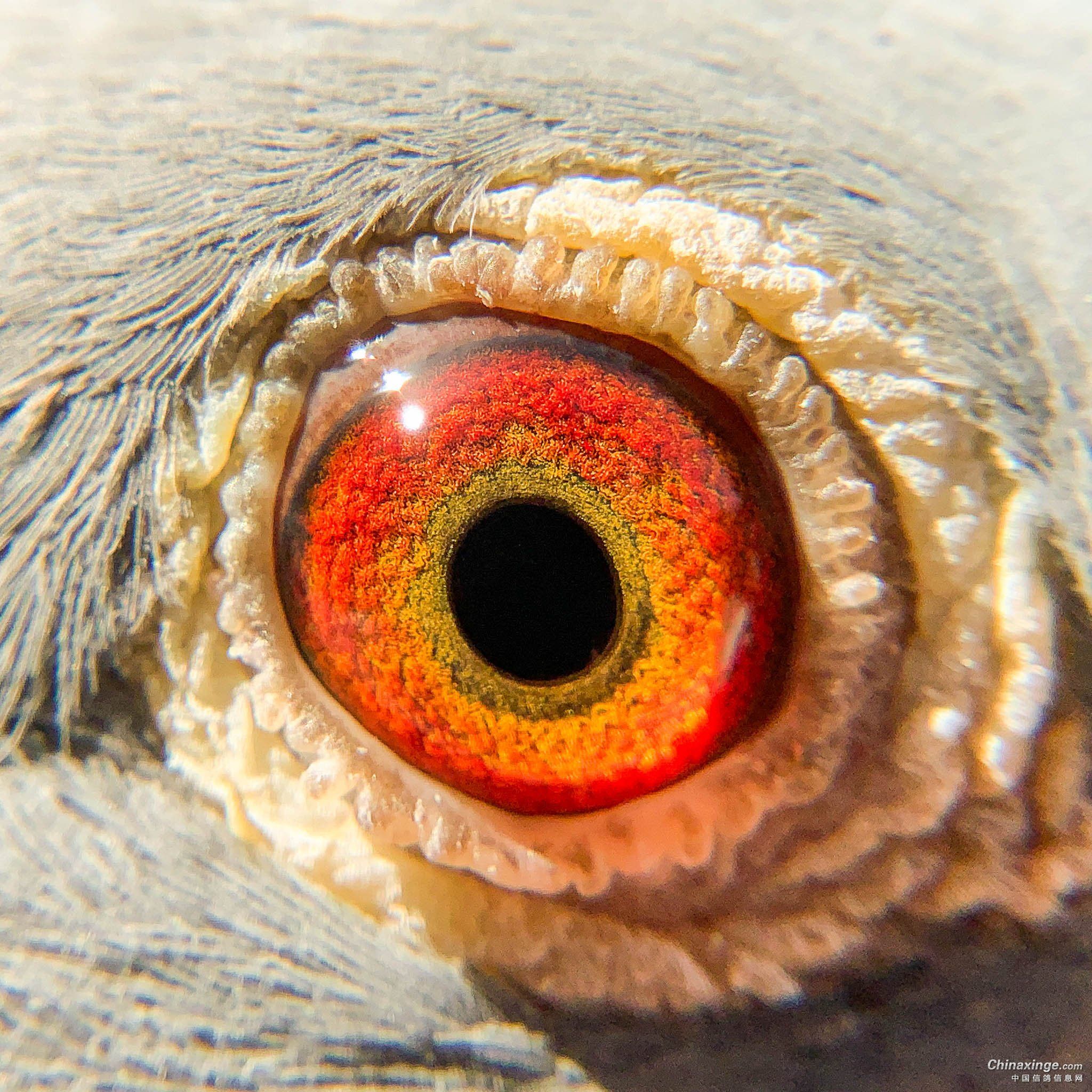 ̸�����ۣ����ɲ��� ����ȫ��