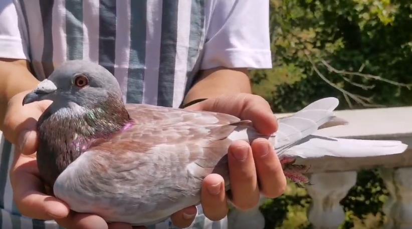 ����筸�ı���