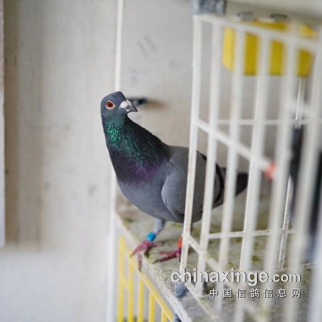 ����鳲�Ǳ���