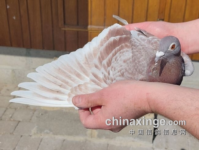 ����筸�ı���