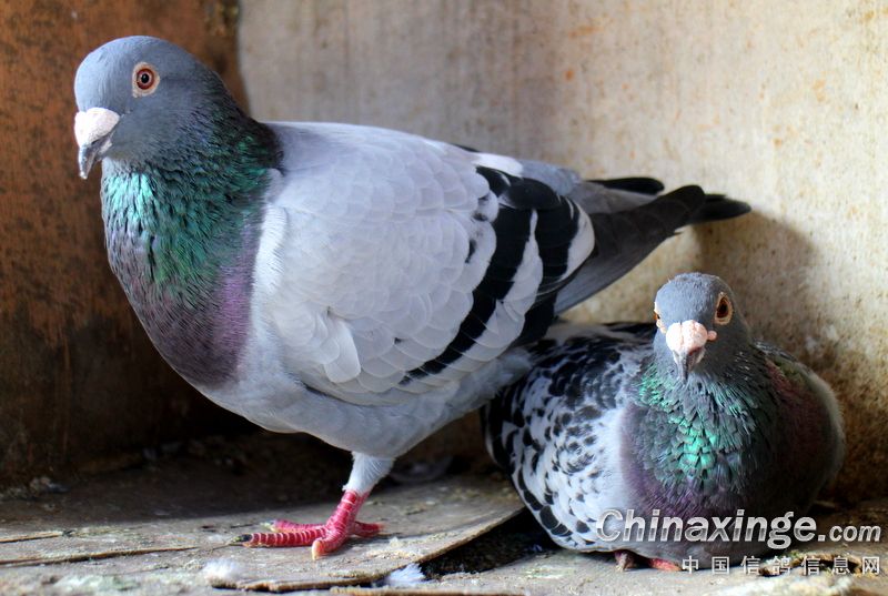 ����ǧ������ ȴΪ�������˼��£�