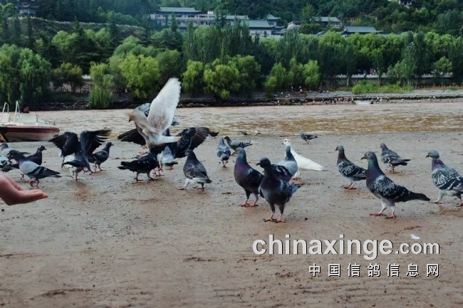 ������ɽ���µĸ��ӣ�ͼ��