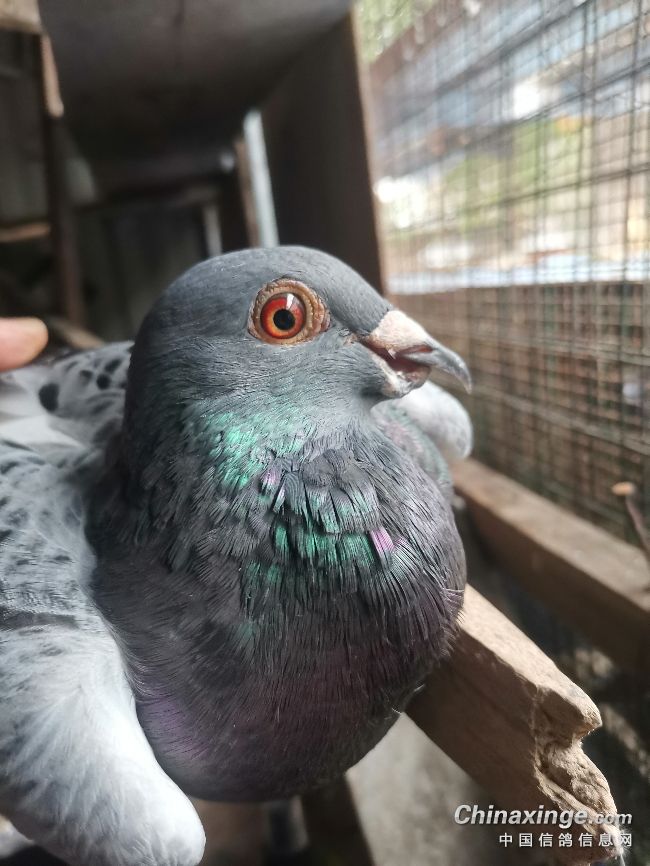 ���ֶ���һֻ����������