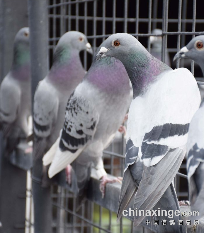 �߷��ٹھ�Ϊʲô�����ҵġ��ˡ���