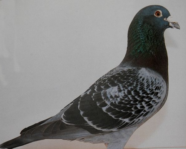 ���������� Ѫͳ�߹�������