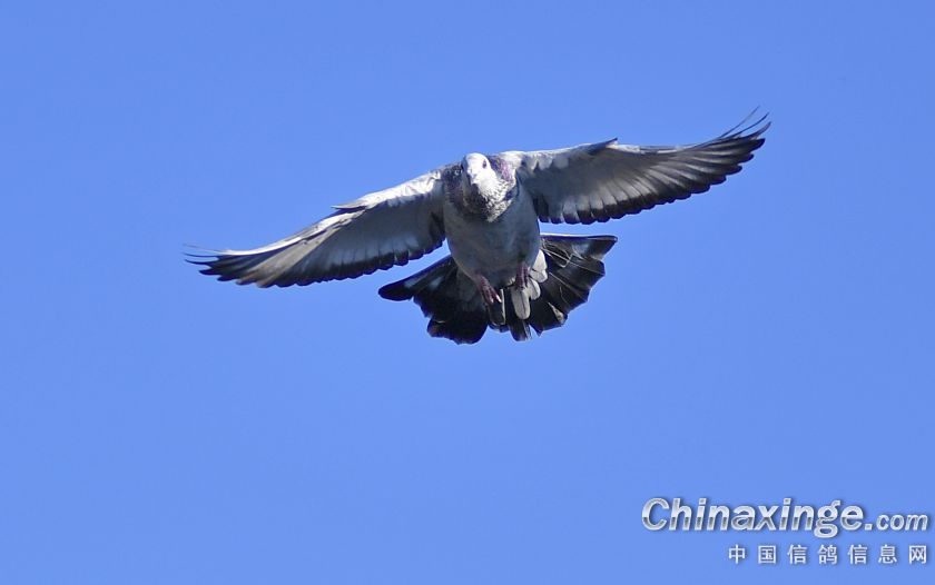 һֻ�����ɣ��ʿ ���ҵġ���ʯ��