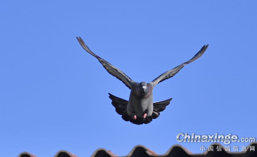 һֻ�����ɣ��ʿ