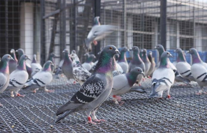 ���������������ܽ�