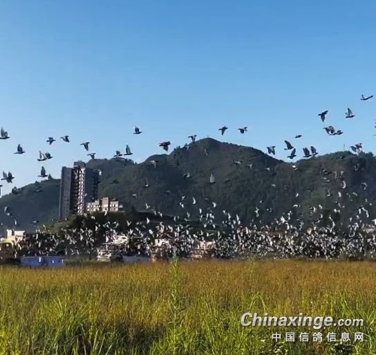 ���ݸ���＾�����ɹ��ٰ�