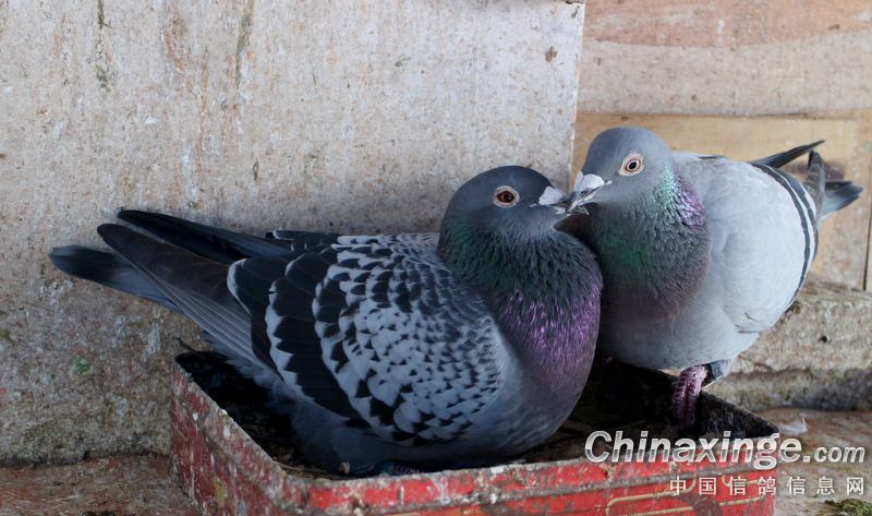 �ָ���Եĺ������ڻ���������