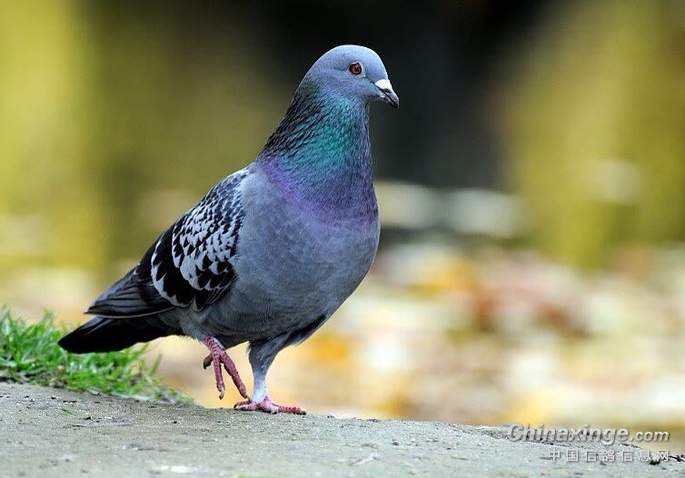 �����ɣ�������µ���ʮ��15