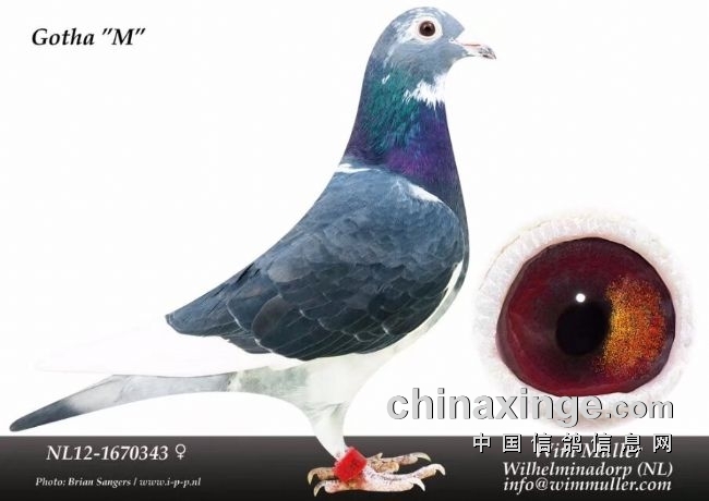 ���ֲ��������ԭ��