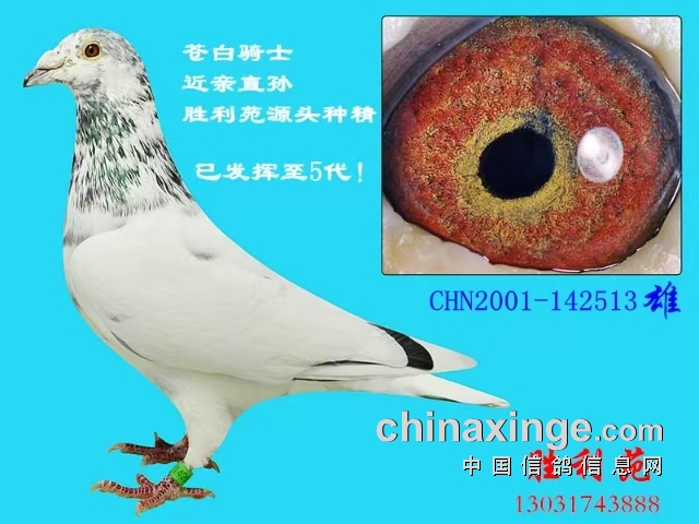 ���ϵ�ʤ���׻�