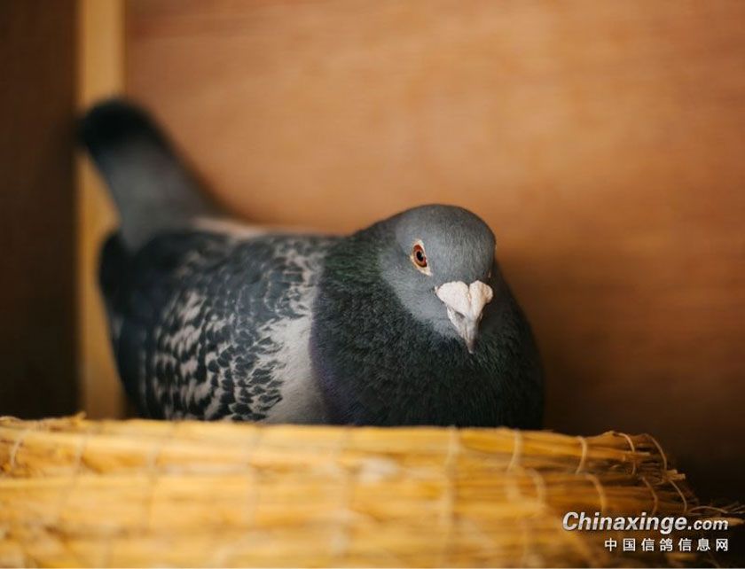 �����ɣ�������µ���ʮ��19