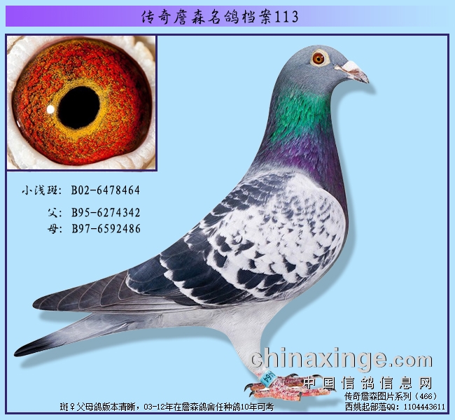 ����ղɭ���뵵��113