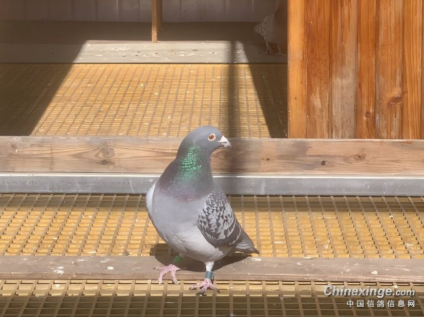 ʲô���Ǿ�������ʤ���Ĺؼ���