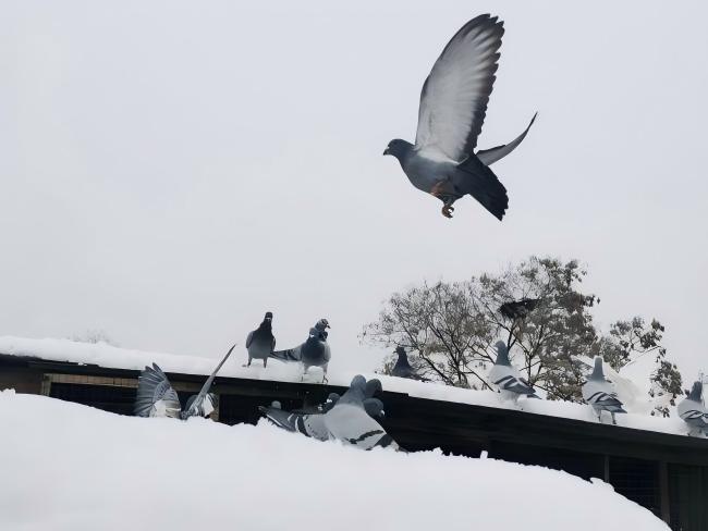 ����ѩ�з��裨ͼ��