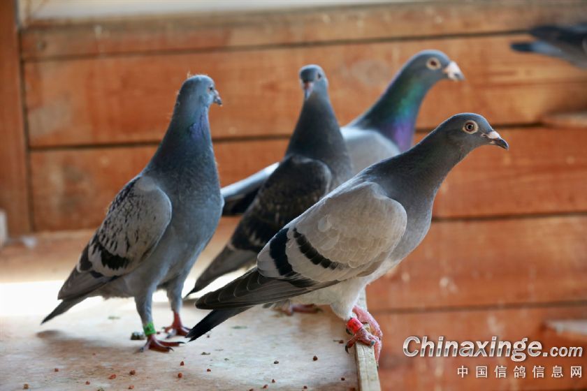 �����ɣ�������µ���ʮ��22