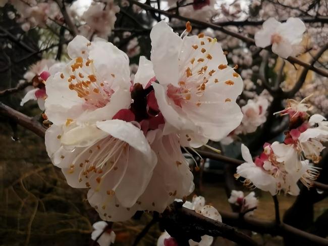 �����������æ