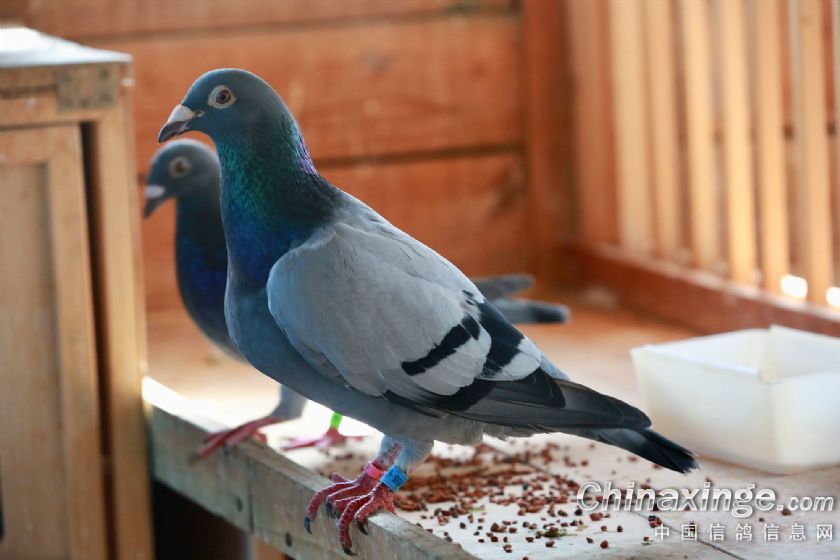 Ѫͳ���������߲��� �����̭��