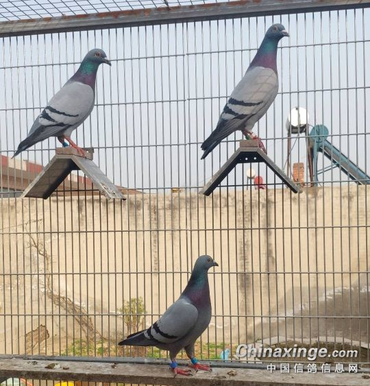 �ҵĴ������ּ�¼