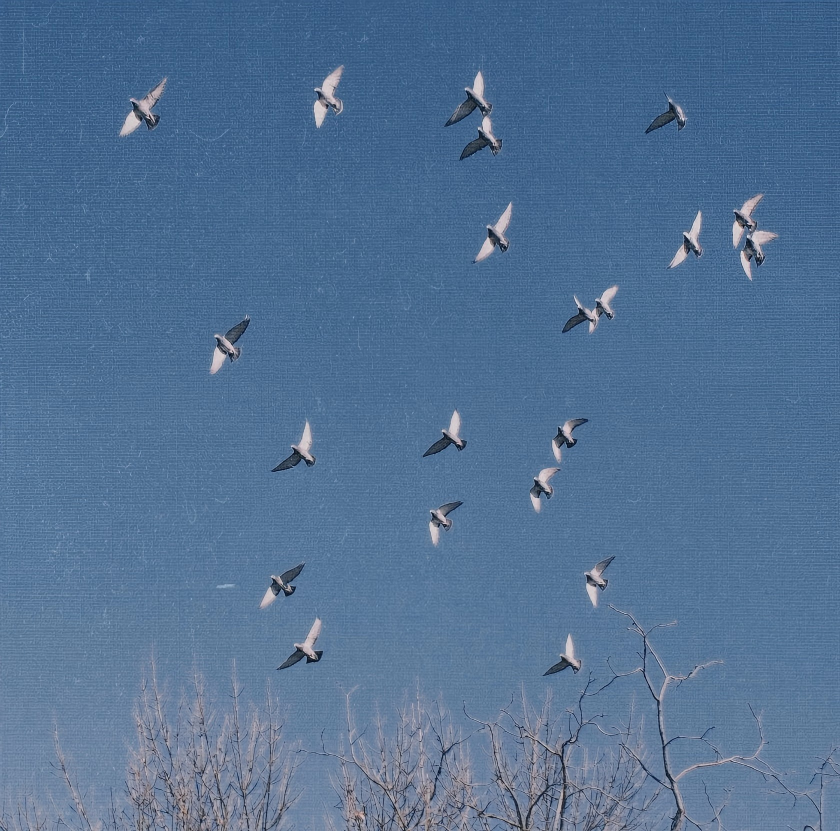 ���Ӽҷɲ��� �����������