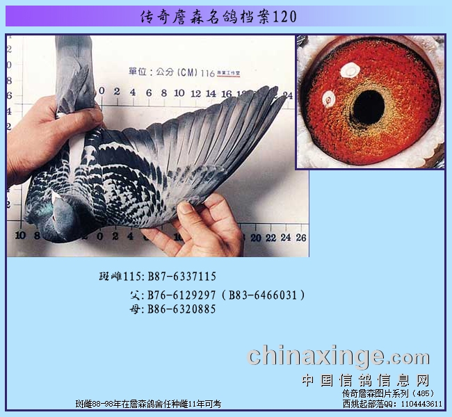 ����ղɭ���뵵��120