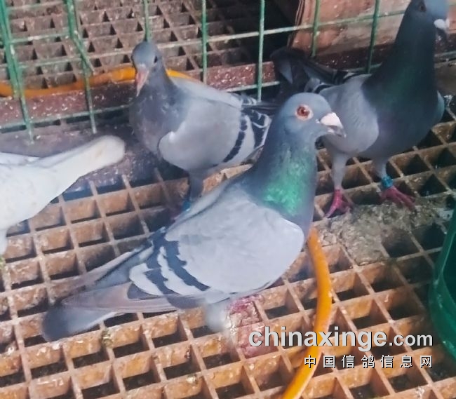 �ҵİ���ʮ����볬Զ��ʤ���鳲