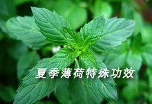 夏季薄荷的“特殊功效”(图)