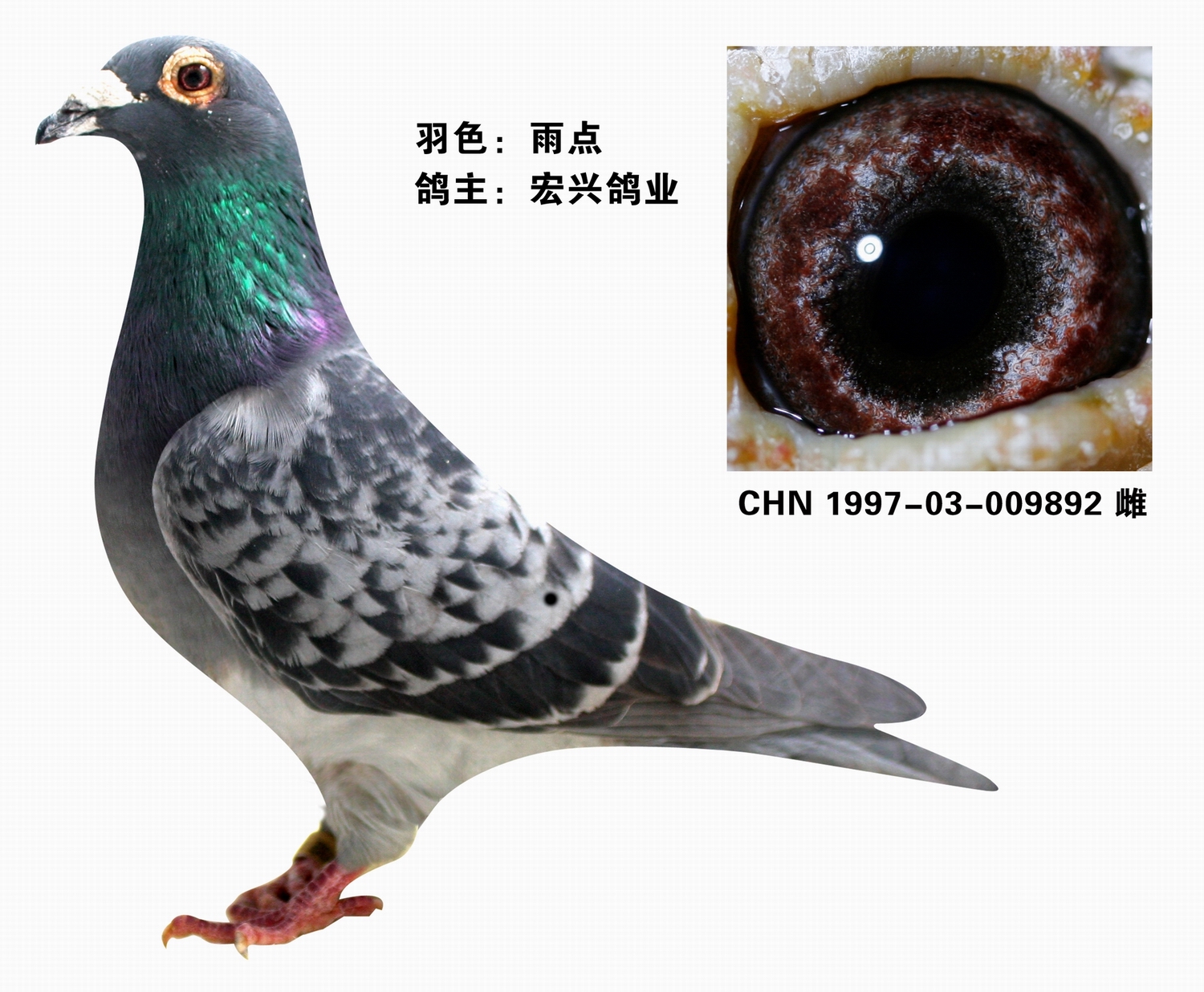            hxgy586:吴淞汪种尖嘴