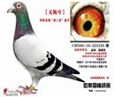 һ鳲ԭǾΪ޻ںš4ǧλ֤ʵıʵֱǧǾֳŴ