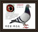 2001年国家赛郑州赛区黑龙江6名,2天归。空距1670公里,全国品评1500公里级雄组季军。远洋鸽业所有。 2001年国家赛郑州赛区黑龙江6名,2天归。空距1670公里,全国品评1500公里级雄组季军。远洋鸽业所有。