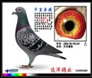 2008年1000公里黑龙江省总冠军,全国排名亚军。远洋鸽业所有。 2008年1000公里黑龙江省总冠军,全国排名亚军。远洋鸽业所有。