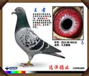 2011年国家赛锡林浩特赛区黑龙江双城市826公里冠军。今天借这个远程鸽平台发4羽本舍远程赛鸽,希望大家喜欢因为现在放远程的新一代年青鸽友太少了,在这里感谢中信网能给预这样好的平台,也希望中鸽协能把中国的远程赛办的更好。 2011年国家赛锡林浩特赛区黑龙江双城市826公里冠军。今天借这个远程鸽平台发4羽本舍远程赛鸽,希望大家喜欢因为现在放远程的新一代年青鸽友太少了,在这里感谢中信网能给预这样好的平台,也希望中鸽协能把中国的远程赛办的更好。