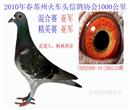 2010年春季苏州火车头鸽会1100亚军,指定鸽亚军,秋季北京连翔常熟季军。 2010年春季苏州火车头鸽会1100亚军,指定鸽亚军,秋季北京连翔常熟季军。
